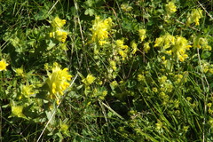 Rhinanthus glacialis