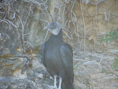 Coragyps atratus