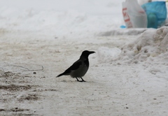 Corvus cornix