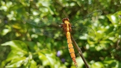 Orthetrum azureum