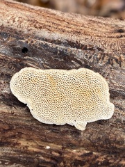 Perenniporia tenuis