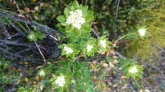 Phylica buxifolia