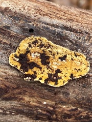 Perenniporia tenuis