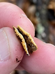 Perenniporia tenuis