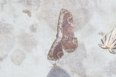 Sabulodes ornatissima