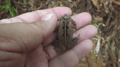 Rhinella ornata