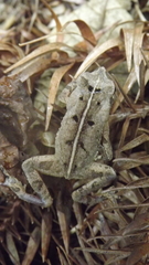 Rhinella ornata
