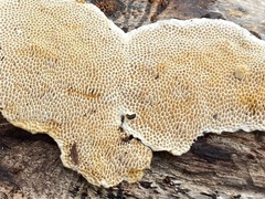 Perenniporia tenuis
