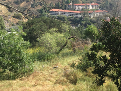 Odocoileus hemionus eremicus