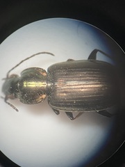Agonum muelleri