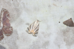 Dichogama prognealis