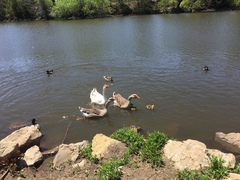 Anser anser domesticus