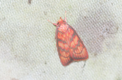 Himmacia