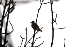 Coccothraustes coccothraustes