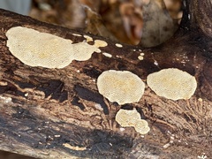 Perenniporia tenuis