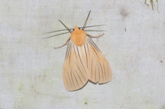 Pseudischnocampa nervosa