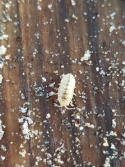 Armadillidium album