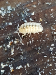 Armadillidium album