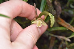 Scaphyglottis