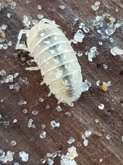 Armadillidium album
