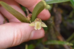 Scaphyglottis