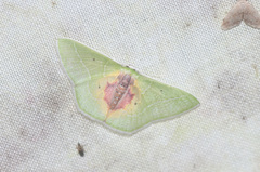 Nemoria astraea