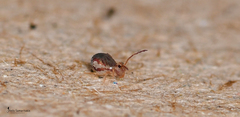 Jordanathrix articulata