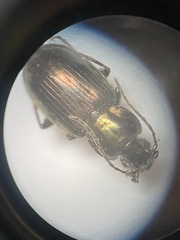 Agonum muelleri