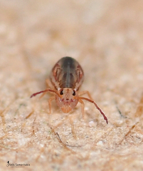 Jordanathrix articulata