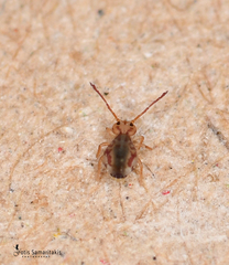 Jordanathrix articulata