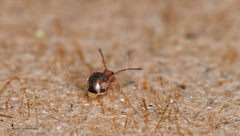Jordanathrix articulata