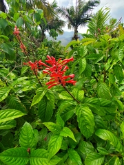 Odontonema cuspidatum