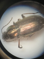 Agonum muelleri