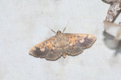 Pantographa expansalis