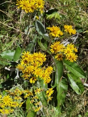 Senecio oerstedianus