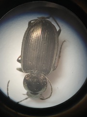 Agonum muelleri