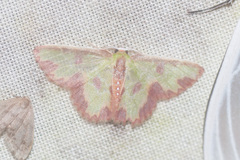 Synchlora decorata