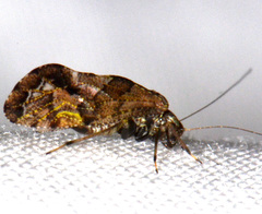 Lichenomima sparsa