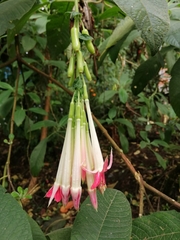 Fuchsia sessilifolia