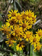 Senecio oerstedianus