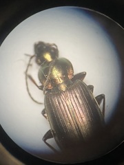 Agonum muelleri