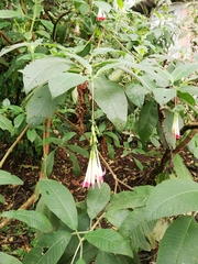 Fuchsia sessilifolia