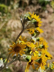 Senecio oerstedianus