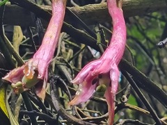 Passiflora trinervia