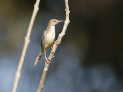 Cisticola haematocephalus