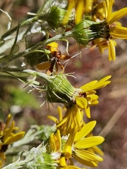 Senecio oerstedianus
