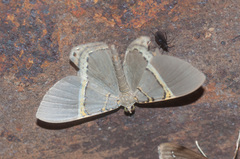 Phrygionis privignaria