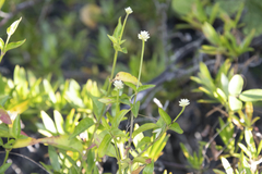 Alternanthera flavescens