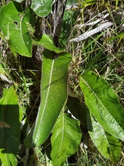 Senecio oerstedianus