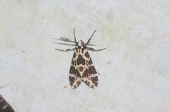 Eucereon consorta
